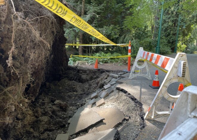 Roots and Revelations: When a Stanley Park Giant Teaches Us About Foundation