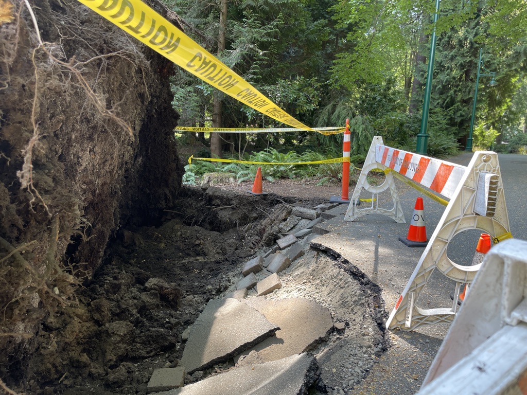 Roots and Revelations: When a Stanley Park Giant Teaches Us About Foundation